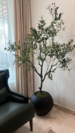 ⁦شجرة الزيتون ٢١٠ سم⁩ - الصورة ⁦2⁩