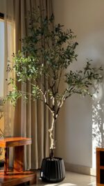 ⁦شجرة الزيتون ٢١٠ سم⁩ - الصورة ⁦3⁩