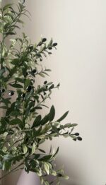 ⁦شجرة الزيتون ٢١٠ سم⁩ - الصورة ⁦4⁩