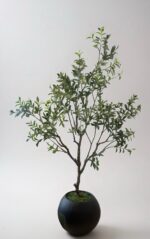 شجرة الزيتون ٢١٠ سم