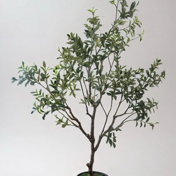 شجرة الزيتون ٢١٠ سم