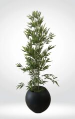 شجرة البامبو ١٨٠ سم