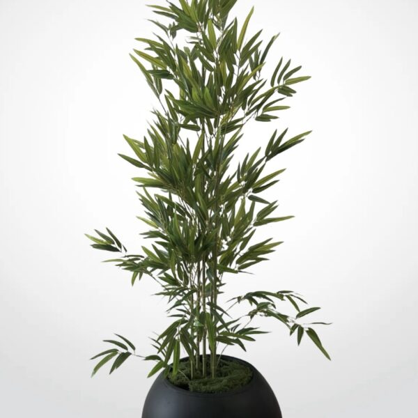 شجرة البامبو ١٨٠ سم