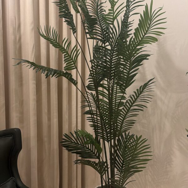 شجرة الأريكا 200cm